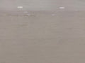 Angelina Quartz Countertop slab image